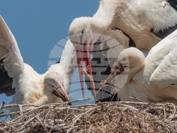 Снимка: Българско дружество за защита на птиците