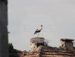 Снимка: Българско дружество за защита на птиците