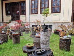 Шумен - бонсай градина - нова тематична стая в Среброва къща