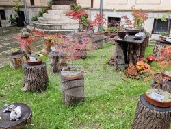 Шумен - бонсай градина - нова тематична стая в Среброва къща