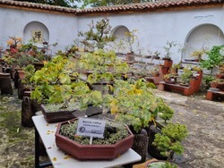 Шумен - бонсай градина - нова тематична стая в Среброва къща