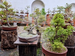 Шумен - бонсай градина - нова тематична стая в Среброва къща