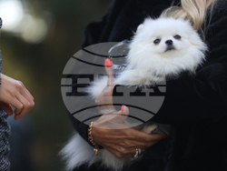 Дворец Врана - парти с кауза „Сърце на 4 лапи“