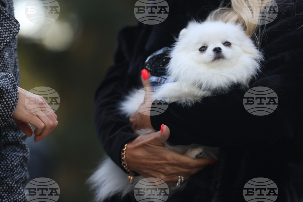 Информационна кампания за кастриране на домашните любимци започва в община Пазарджик