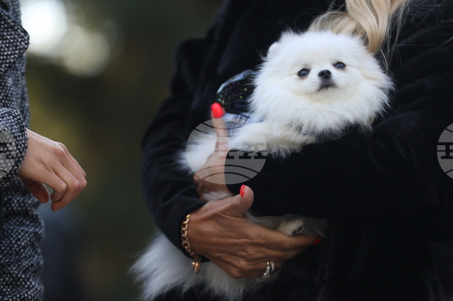 Информационна кампания за кастриране на домашните любимци започва в община Пазарджик