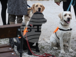 Дворец Врана - парти с кауза „Сърце на 4 лапи“