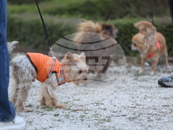 Дворец Врана - парти с кауза „Сърце на 4 лапи“