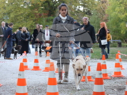 Дворец Врана - парти с кауза „Сърце на 4 лапи“