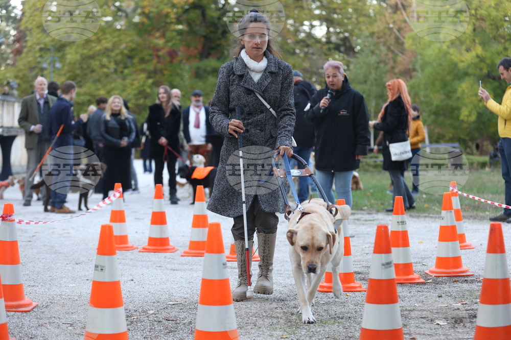 От 2007 г. сме подготвили 108 кучета водачи и асистенти за хора с увреждания, каза основателката на фондация „Очи на четири лапи“ Албена Алексиева 