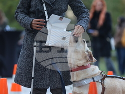 Дворец Врана - парти с кауза „Сърце на 4 лапи“