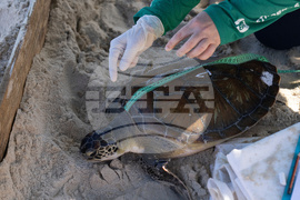 Climate Threatened Species