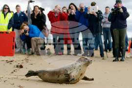 Climate Threatened Species