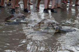 Climate Threatened Species