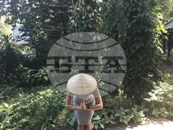 Виктория Петрова 