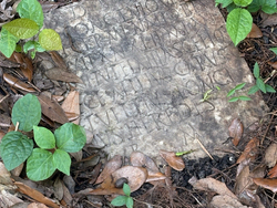 Roman-Headstone-Discovery