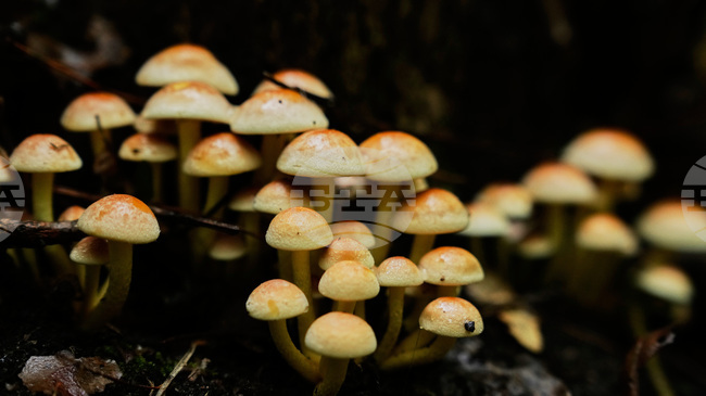 Американската биоложка Тоби Киърс получи наградата "Тайлър" - смятана за "Нобелова награда за околната среда"