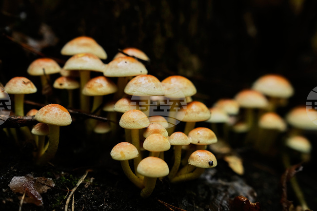 Germany Mushroom Hunting