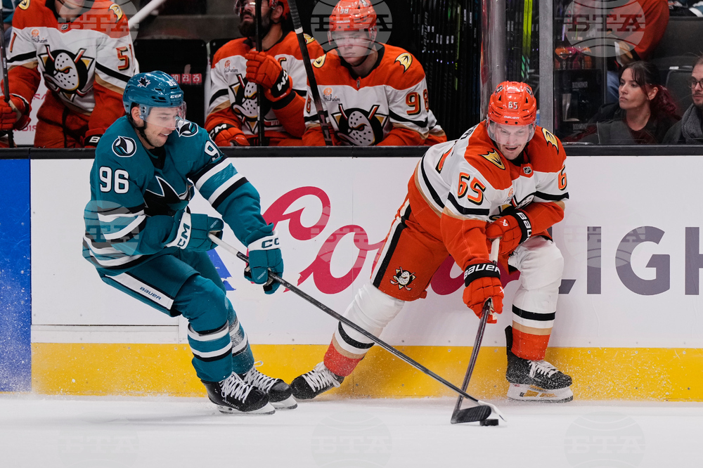 Ducks Sharks Hockey