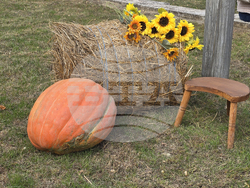 Село Коларово - "Фестивал на кестена"