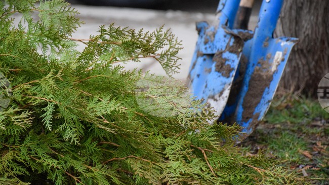 Горски служители и военнослужещи ще залесяват опожарената гора край Симитли, съобщиха от Югозападното държавно предприятие