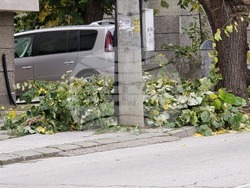 Ловеч - ЕРМ Запад - кастрене дървета