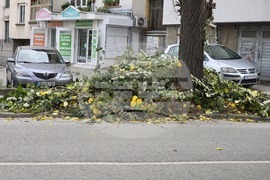 Ловеч - ЕРМ Запад - кастрене дървета