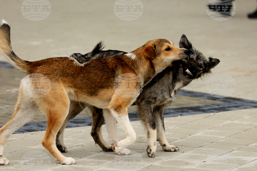 Общински съвет Борован прие програма за овладяване на популацията на безстопанствените кучета