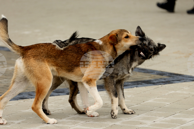 Общински съвет Борован прие програма за овладяване на популацията на безстопанствените кучета