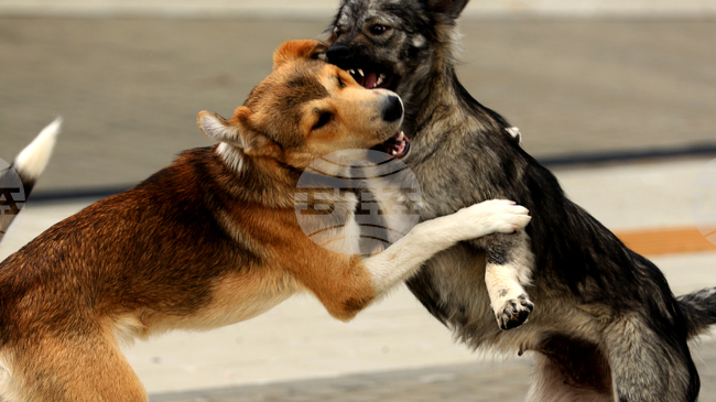 В Сандански започва кампания за безплатна кастрация на бездомни животни