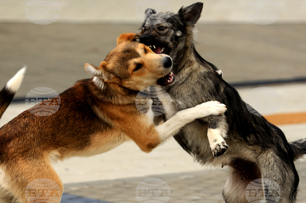 В Сандански започва кампания за безплатна кастрация на бездомни животни