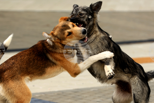В Сандански започва кампания за безплатна кастрация на бездомни животни