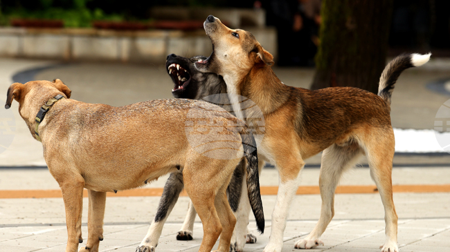 Сдружение „Ветеринари в действие“ съвместно с Община Сандански започва кампания за безплатна кастрация на бездомни кучета и котки