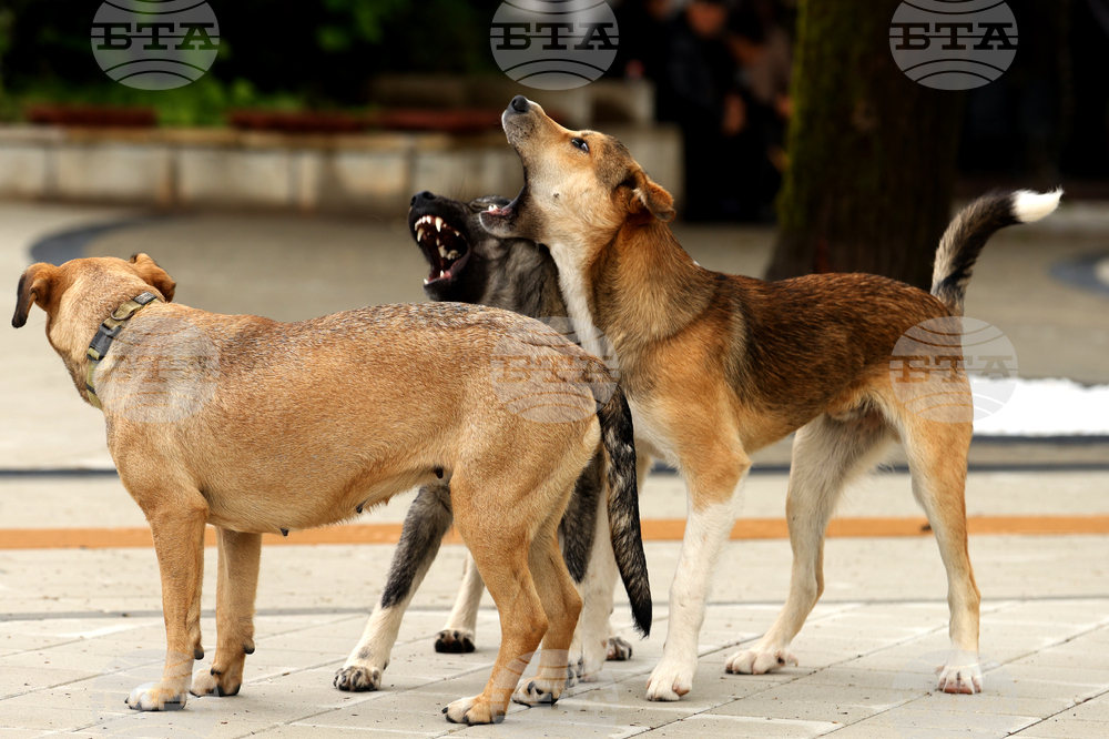 Сдружение „Ветеринари в действие“ съвместно с Община Сандански започва кампания за безплатна кастрация на бездомни кучета и котки