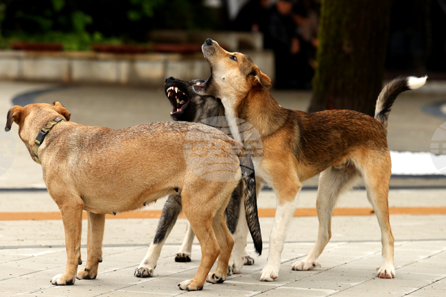Сдружение „Ветеринари в действие“ съвместно с Община Сандански започва кампания за безплатна кастрация на бездомни кучета и котки