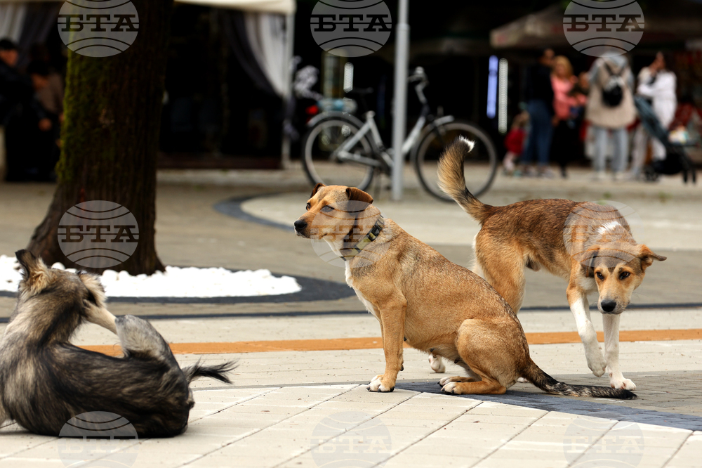 Двама мъже са задържани за смъртта на кучета в Пернишко