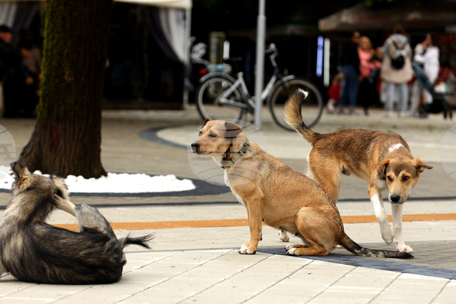 Двама мъже са задържани за смъртта на кучета в Пернишко