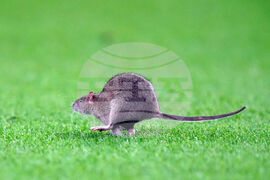 Wales Belgium WCup Soccer