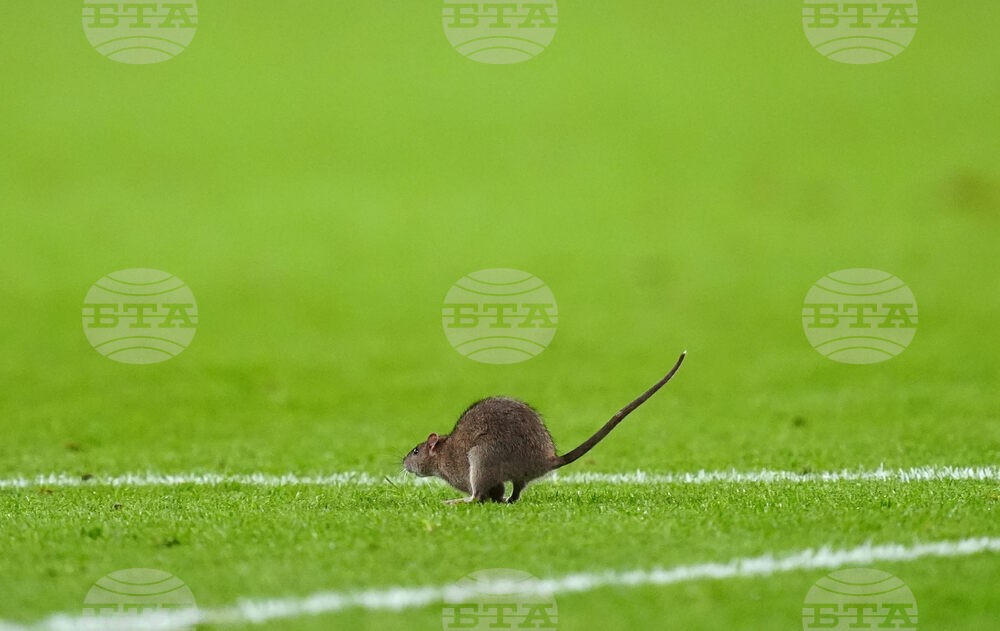 Wales Belgium WCup Soccer