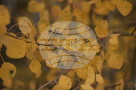 Fall Foliage Drought