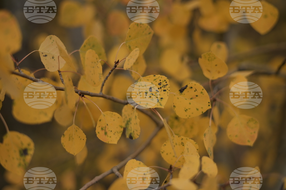 Fall Foliage Drought
