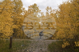 Fall Foliage Drought