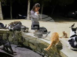 Cyprus Cats Overpopulation