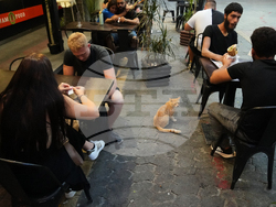 Cyprus Cats Overpopulation