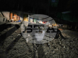 Cyprus Cats Overpopulation