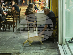 Cyprus Cats Overpopulation