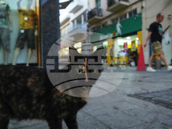 Cyprus Cats Overpopulation