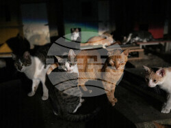 Cyprus Cats Overpopulation