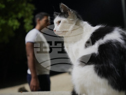 Cyprus Cats Overpopulation