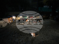 Cyprus Cats Overpopulation
