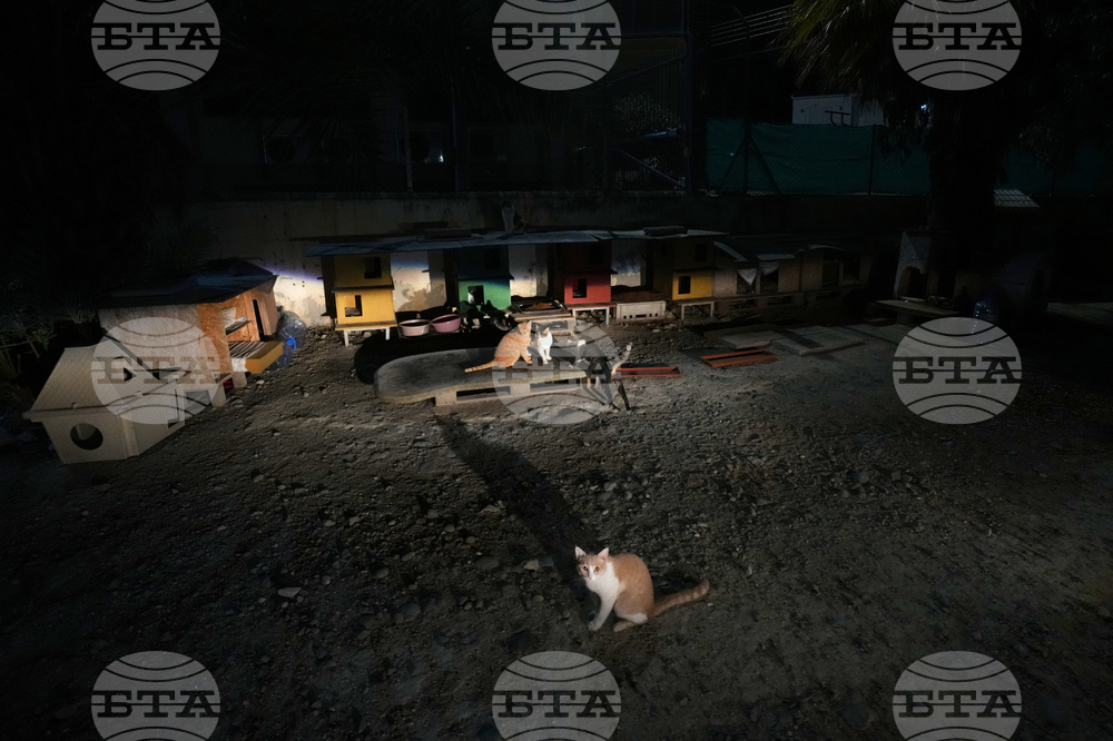 Cyprus Cats Overpopulation